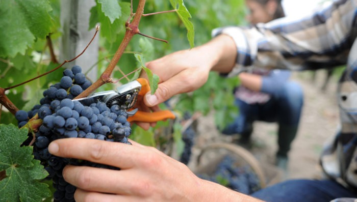 Men cutting grape for wine in vineyard