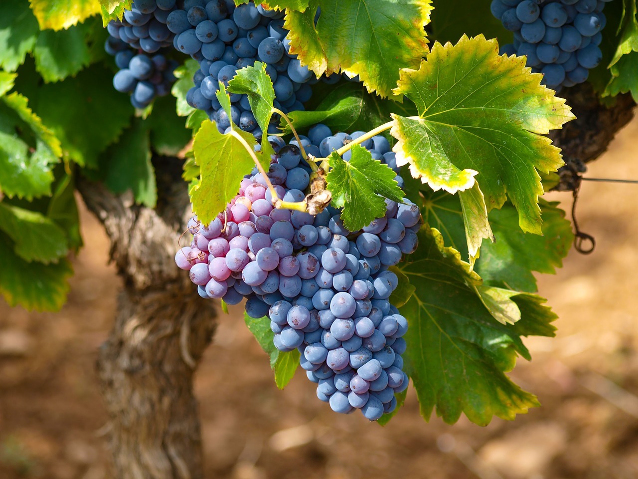 2021 grape harvest in france